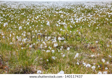Cotton grass tundra Nizhnekolymsky District of Sakha Yakutia