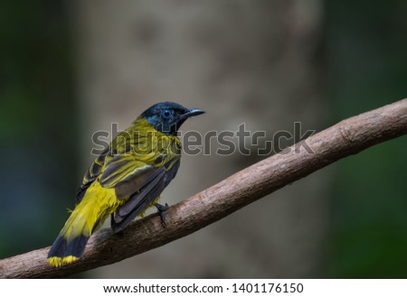 Black-headed Bulbul on branch in the forest.