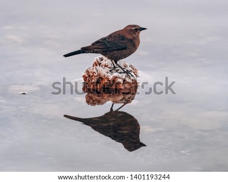 American dipper standing on a small rock with its silhouette reflecting on the water surface of Mono Lake, located east of the Sierra Nevada. Mono Basin is one of the major bird habitats in California