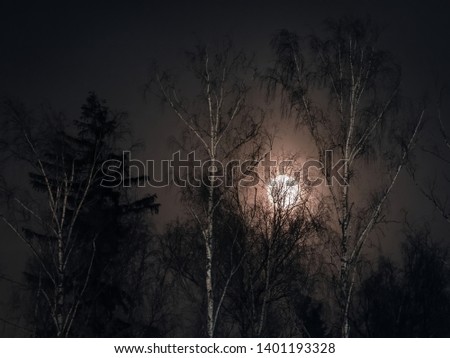 Silhouettes of winter tree branches and trunks against the bright full moon. Night forest landscape with bare white birches, highlighted by reflected moonlight. Fairytale fantasy forest at midnight.