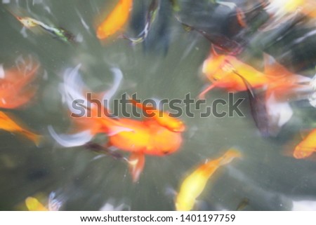 Blur of multi color Poecilia reticulata and goldfish on nature background.