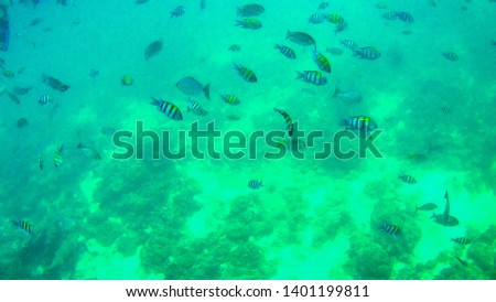 Underwater landscape in the deep blue ocean sea, seafish swimming in the deep water sea, beautiful sea life picture.