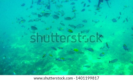 Underwater landscape in the deep blue ocean sea, seafish swimming in the deep water sea, beautiful sea life picture.