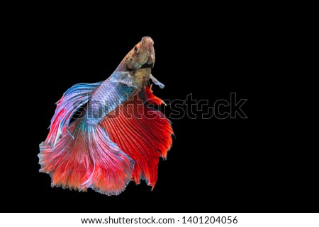 Beautiful color of Siamese Fighting Fish isolated background ,selective focus 