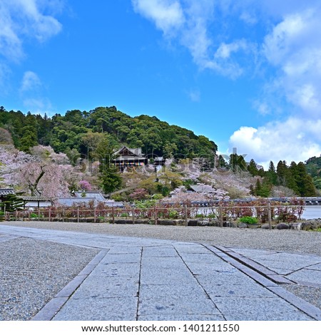 Translation of Japanese characters of "Daihikaku" whose meaning is the place where an image of Buddha named Kanzeon is placed. Title: Scenery of temple with cherry blossoms in full bloom