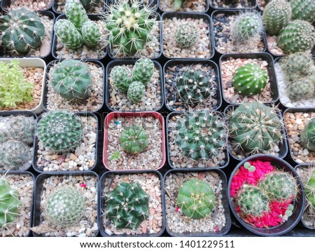 Cactus Various types in small pots , Availability in the street market in Thailand