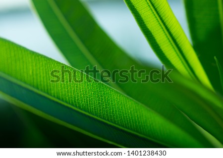 the leaf texture in nature background, close-up tree leaf in nature