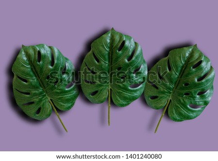 Green leaves separated from the background color  cliping part 
