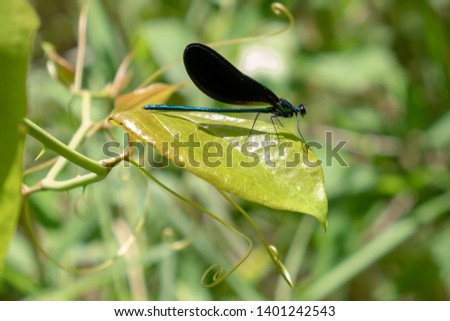 An ebony jewelwing, a species of broad-winged damsel flies, rests on a leaf of a thorny vine at Yates Mill County Park in Raleigh North Carolina. Royalty-Free Stock Photo #1401242543