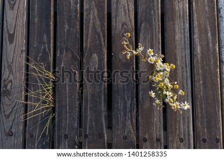 Small yellow flowers coming through a wooden pier at El Calafate, Santa Cruz, Argentina