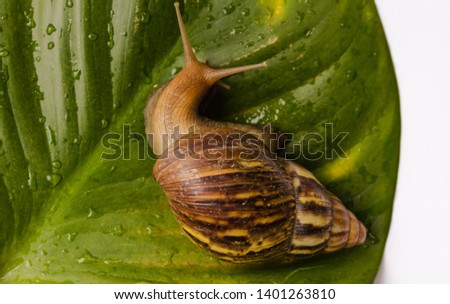 Old snail is very big. Royalty-Free Stock Photo #1401263810