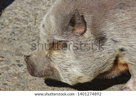 Closeup of a potbellied pig's face in profile