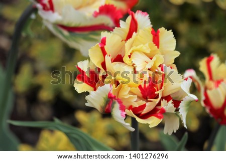 parrot Tulip 'Flaming Parrot' Tulipa ×gesneriana Parrot