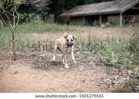 The background of animals of dogs, there are many species, some species, small ones. Fast moving, blurred, kept at home and a lonely friend