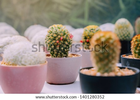 Variety of Small cactus and succulent plants in various pots to decorate in coffee shops