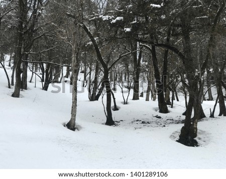 nature winters snowy weather trees snow covered landscape