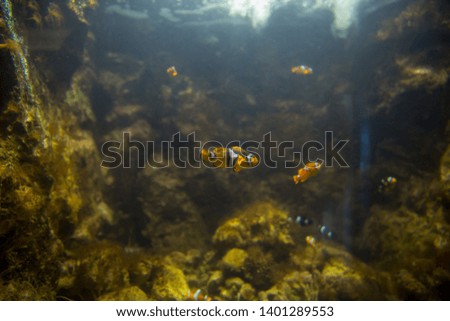 Clown fish near coral in aquarium