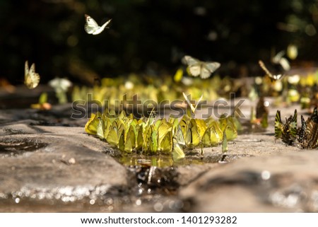 Flocks of butterflies live in the forest, soft focus image