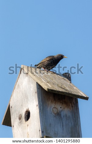 starling sits on a wooden nesting box