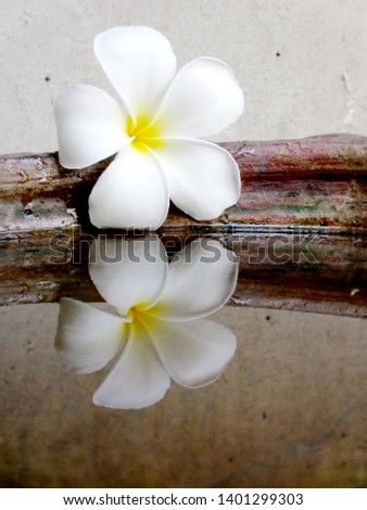  The white Frangipani flowers will fall, but they are still cheerful.