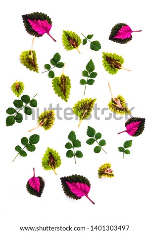 Different tropical leaves on white background, beautiful leaf.