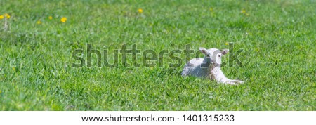 Panoramic picture Lamb on grass portrait - Baby lamb laying in isolated green grass in the field of the countryside - Green grass Landscape.