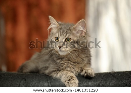 beautiful fluffy gray kitten portrait