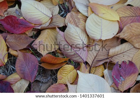 colorful fallen leaves, autumnal tints
