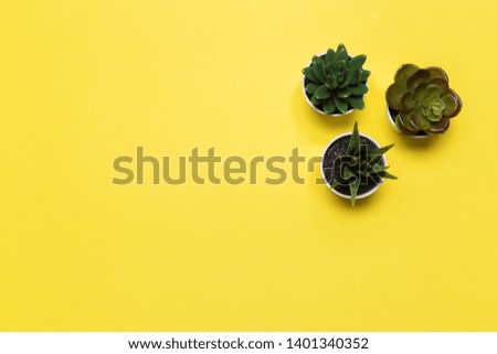 succulents banner or header with different plants on a soft blush on yellow background. top view, copyspace for your text