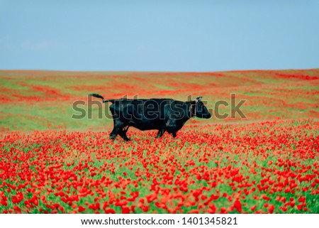 A cow in a pasture in a field of poppies. Landscape field of poppies in spring. Flowering red poppies in southern Kazakhstan. Red wildflowers.
