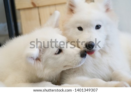 Cute young breed dog summer 