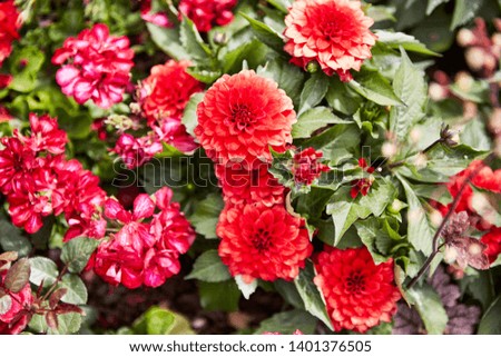 colorful chrysanthemum flowers in forest