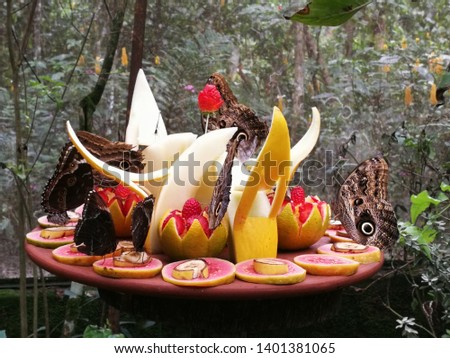 idomeneus giant owl butterflies feasting on fruits