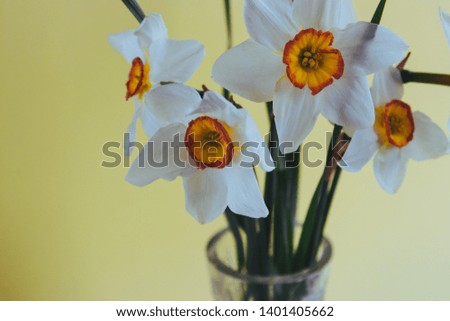 Daffodils in vase on yellow background, spring flowers