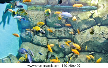 Blurred picture of underwater world at aquarium. Lot of fish with colorful coral. Exotic freshwater fishes in aquarium. close-up underwater world. Blurry, soft focus. Concept under water world.