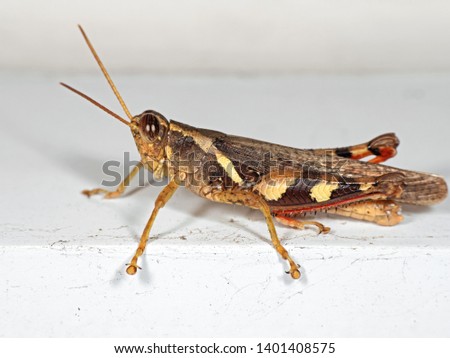 Macro Photography of Grasshopper on White Floor