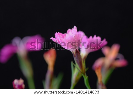 pink dianthus of gillyflower on black background