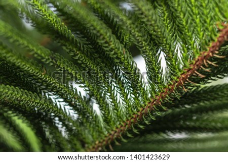 Image blurry background and selective focus.Pinus Leaf green of texture on the background.