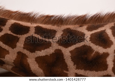 Giraffe pattern in the Nuremberg Zoo