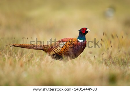 pheasant male colors wings beak Royalty-Free Stock Photo #1401444983