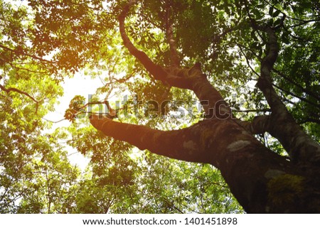 Ant view of Rubber tree with morning sun light with selective focus.