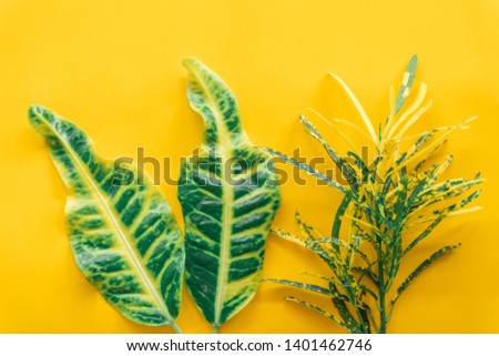 green leaves minimal on Yellow background