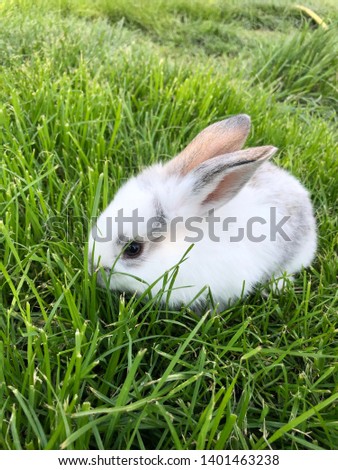 breeding rabbits at home terms