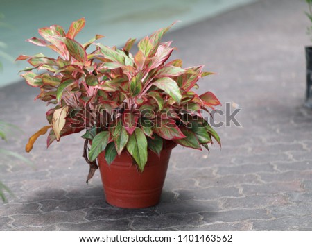 Flower without flower inside vase Royalty-Free Stock Photo #1401463562