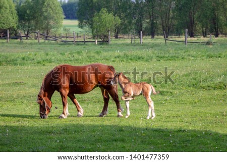 mare with a small foal eat grass in the meadow