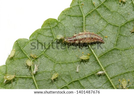 Chrysopidae lacewing larva on a green leaf eating an aphid  Royalty-Free Stock Photo #1401487676