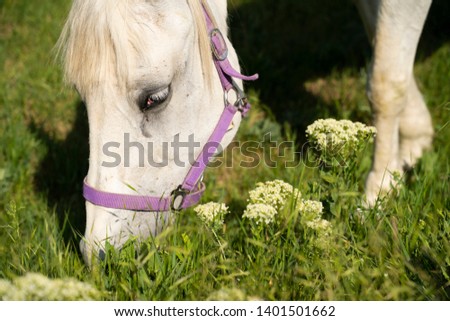 closeup of a horse that eats grass