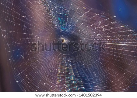 spider on net in sunshine 