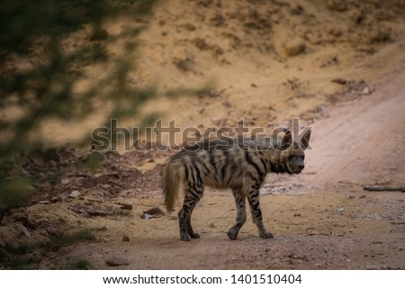 A wild encounter with walking Striped hyena (Hyaena hyaena) on a jungle trail at ranthambore national park, rajasthan, india