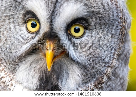 portraiture of Great Gray Owl on a blurry background